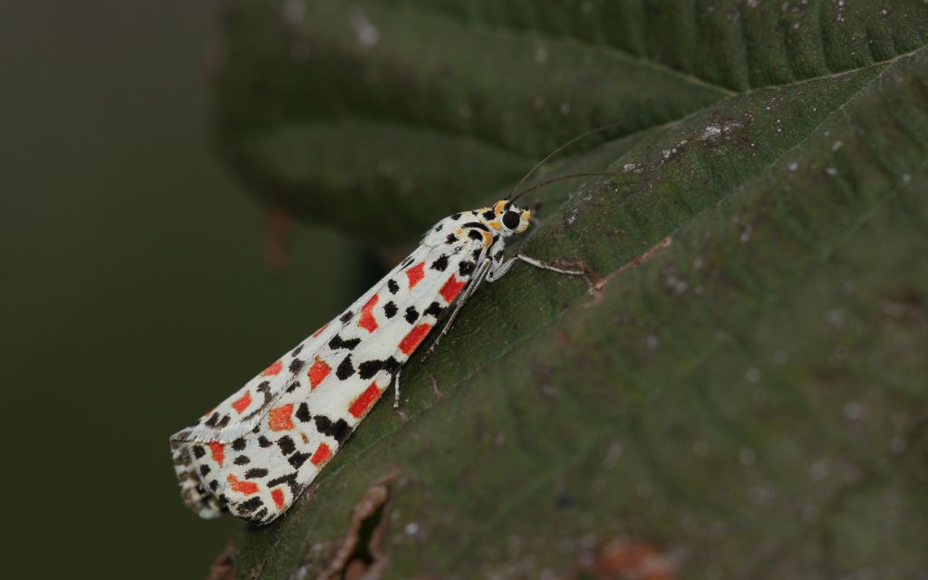 Utetheisa pulchella